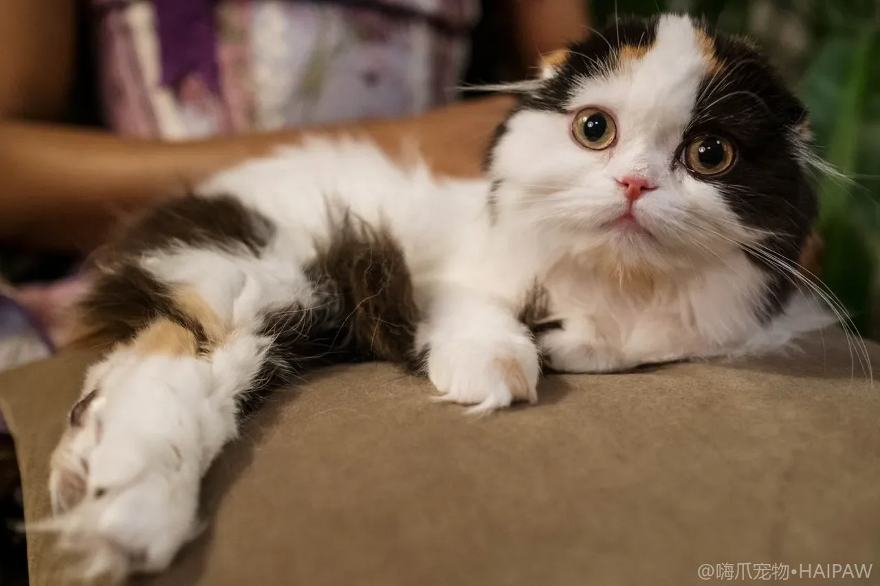 猫咪眼睛一直流泪有分泌物是怎么回事？从泪溢症到结膜炎看眼部异常的识别与护理