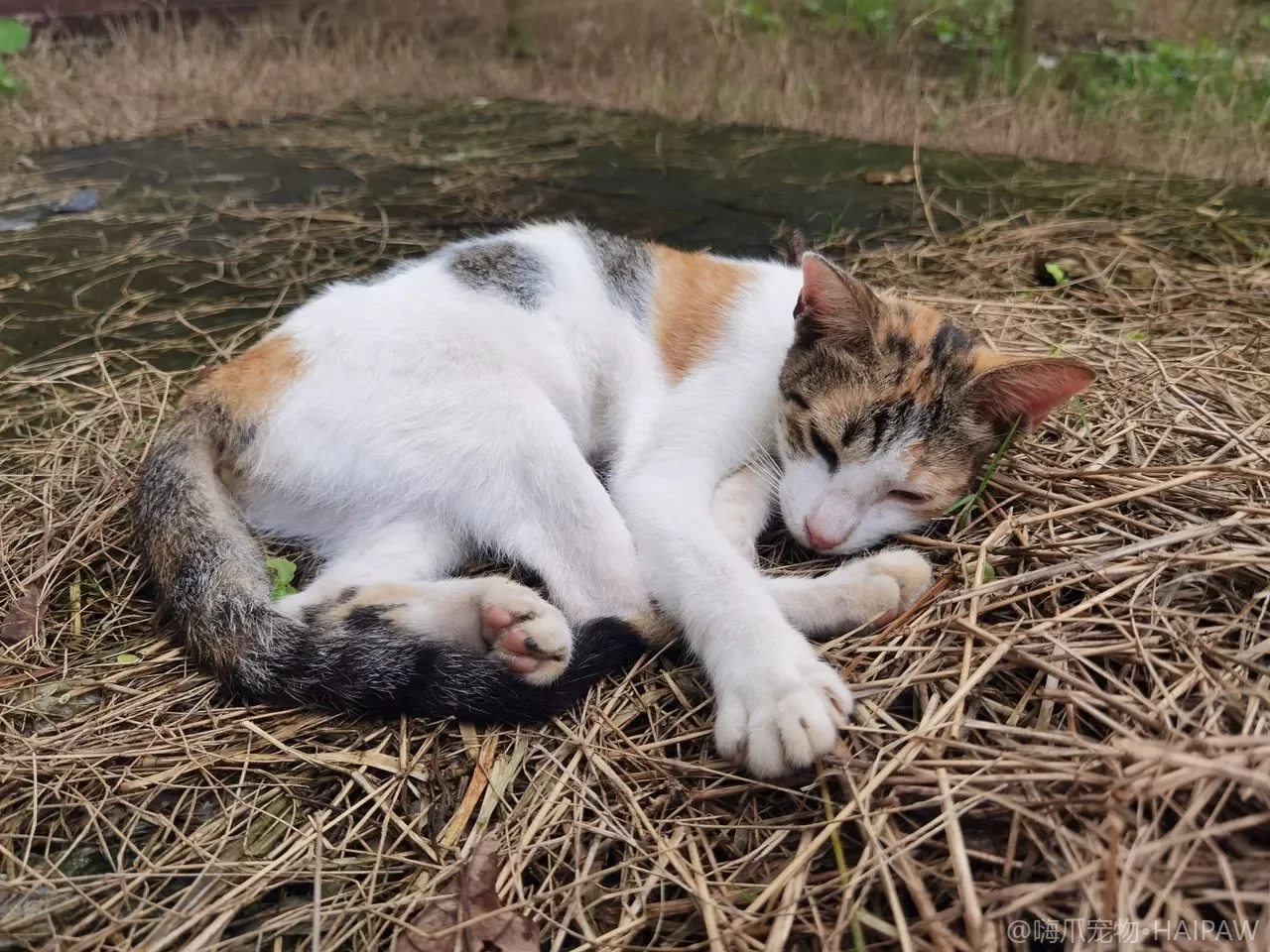 猫咪吃太快吃完就吐怎么办？从进食速度管理看防呕吐喂食技巧与慢食碗选择