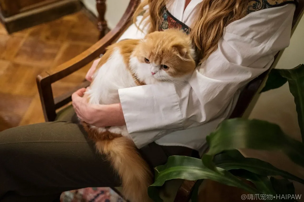 猫咪饿一天没关系?禁食脂肪肝风险、诱食阶梯与必须送医的时间点 猫咪饿一天没关系?禁食脂肪肝风险、诱食阶梯与必须送医的时间点