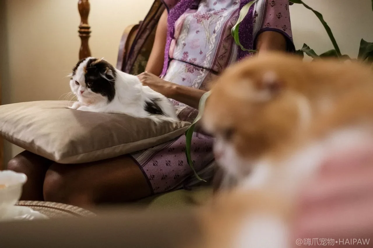 猫咪突然躲起来不见人是什么原因?从隐匿行为看健康预警与情绪压力的信号识别 猫咪突然躲起来不见人是什么原因?从隐匿行为看健康预警与情绪压力的信号识别