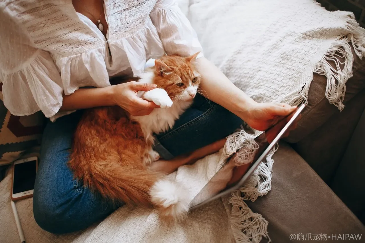 猫剪指甲没那么难：从训练到实操的完整详细步骤指南