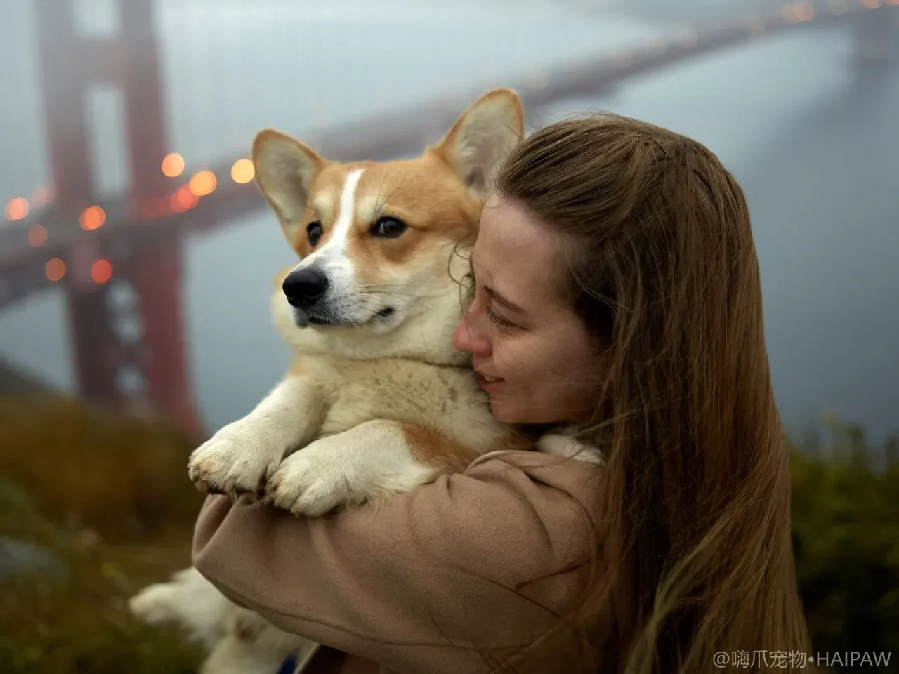 幼犬能吃成犬粮吗？不行！营养差太多，蛋白质少7%、钙少0.4%，影响发育