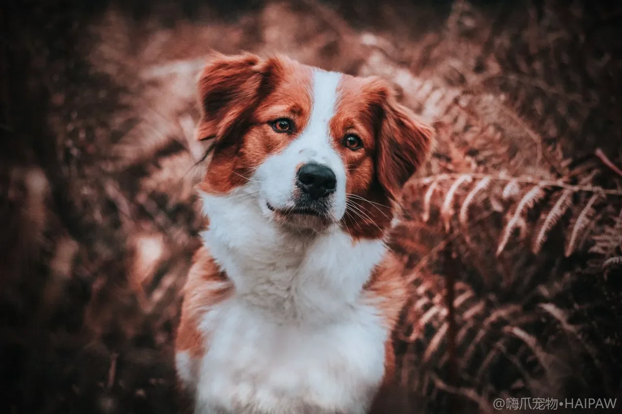 狗鼻子干就是生病了？真相：刚睡醒、暖气房、短鼻犬都可能干，3种情况教你分辨
