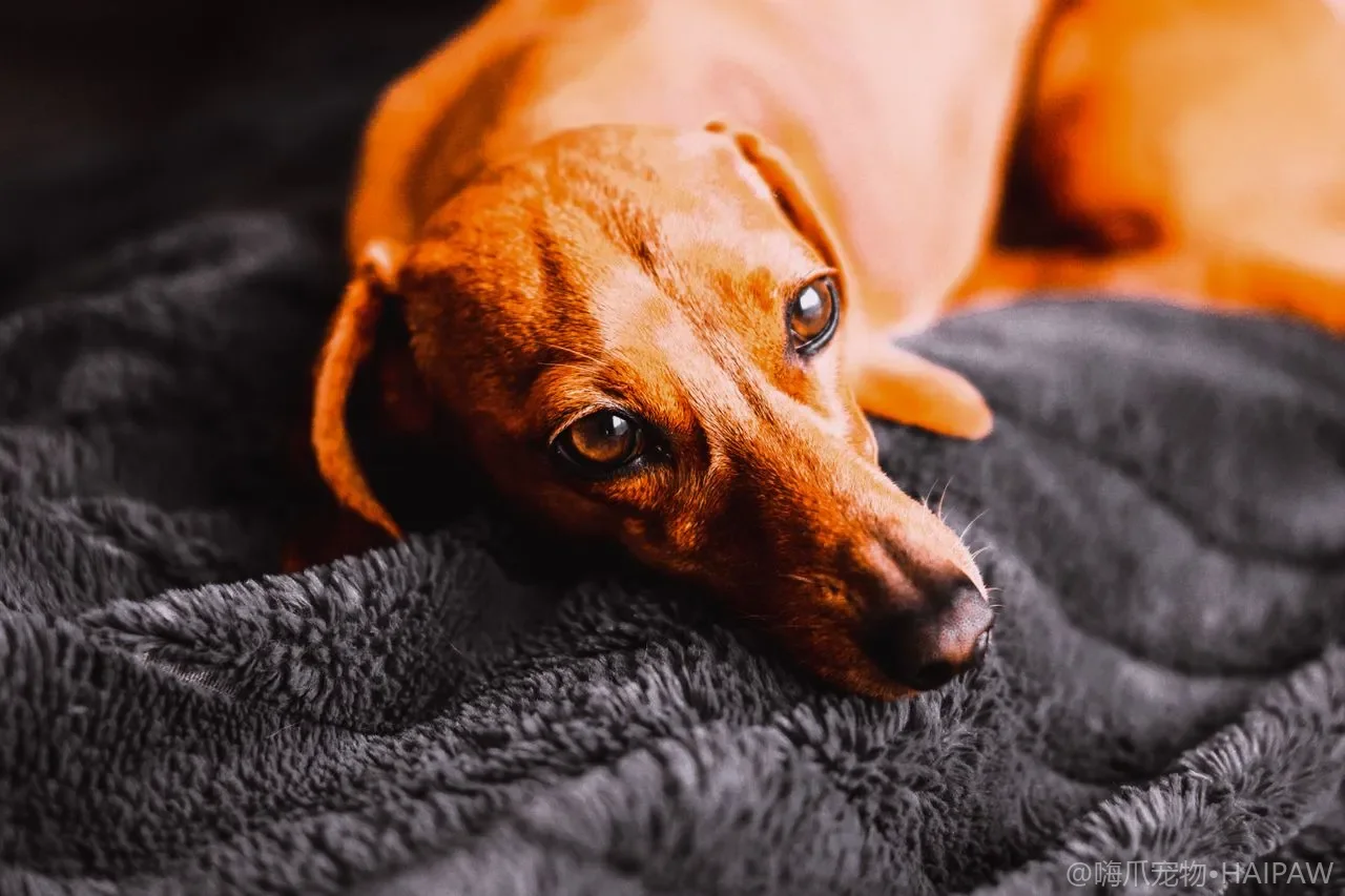 狗狗子宫蓄脓症识别与紧急处理：未绝育母犬的隐形杀手与手术决策