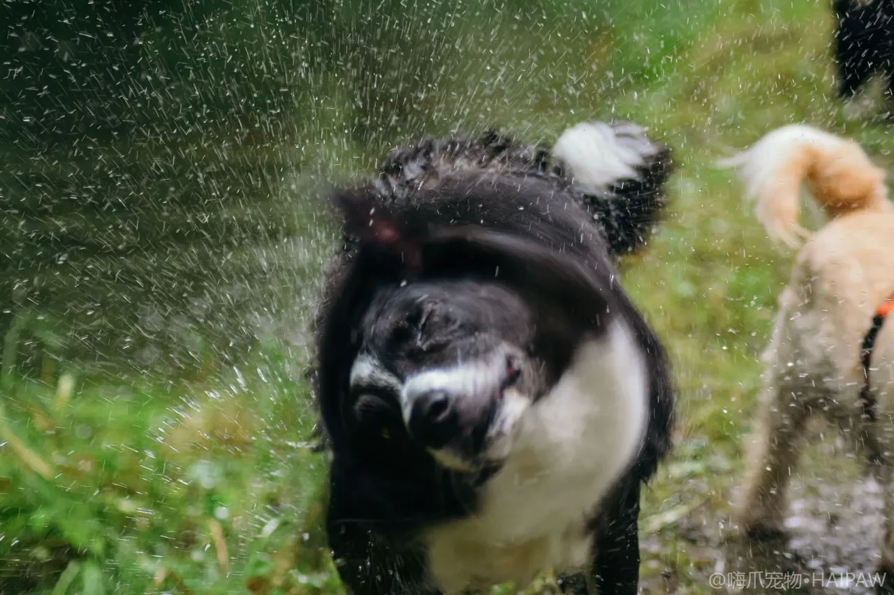 狗狗犬用跑步机与室内运动设备：雨天和高温天气的室内运动替代方案