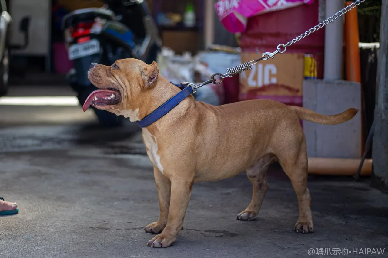 幼犬第一次发情期识别与主人应对:母犬初情期的身体变化、行为管理与绝育决策 幼犬第一次发情期识别与主人应对:母犬初情期的身体变化、行为管理与绝育决策