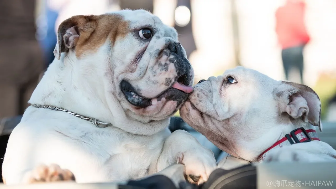 狗狗假孕的识别与管理：未绝育母犬的假性怀孕症状、行为变化与处理方案