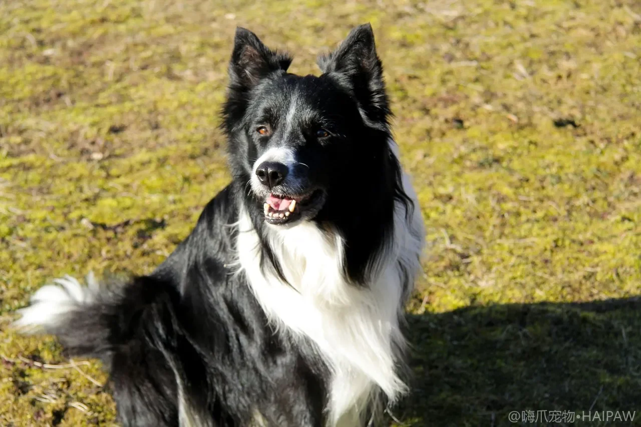 狗狗的产后护理完全指南：母犬分娩后的身体恢复、哺乳管理与营养补充方案