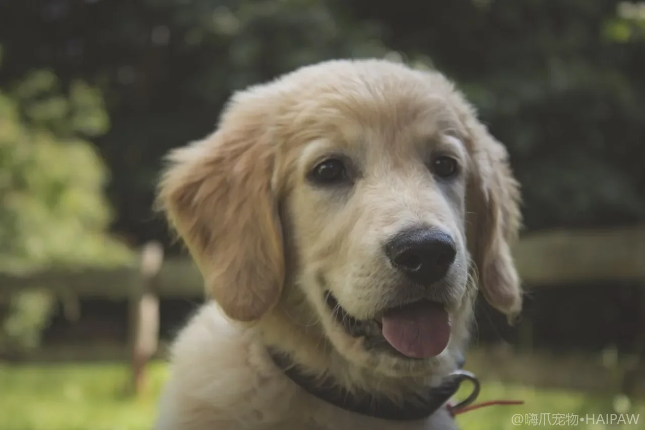 狗狗耳朵拔毛的争议与操作规范：哪些犬种需要、怎么拔才安全