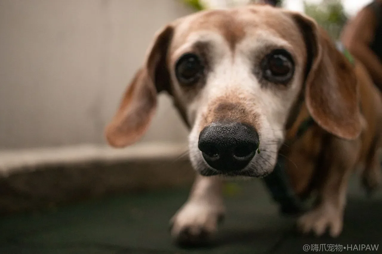 狗狗成为治疗犬的条件与训练路径：从性格评估到认证考试的完整指南