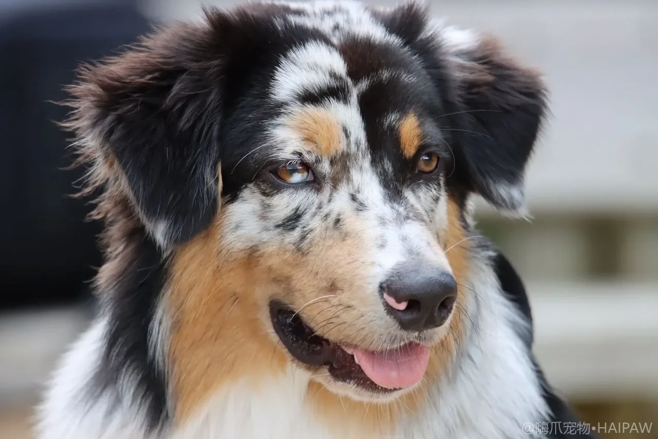 狗狗低血糖的识别与家庭处理：从幼犬到糖尿病犬的血糖管理
