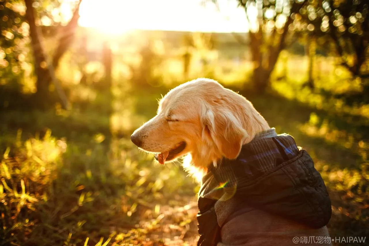 狗狗对镜子的反应与自我认知能力：犬类认知科学的探索