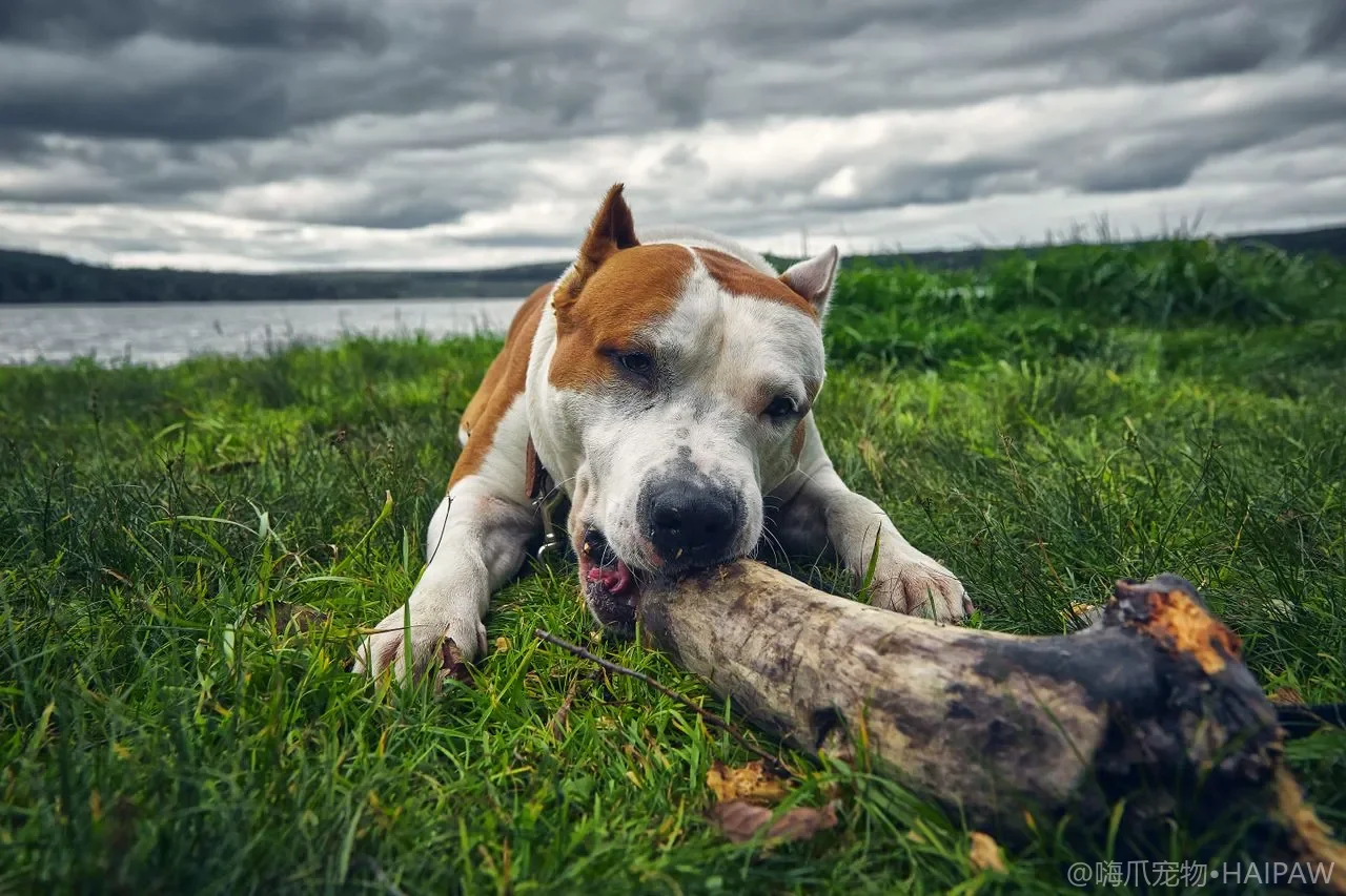 狗狗的发情期卫生护理与生理裤使用指南：母犬主人的必修课