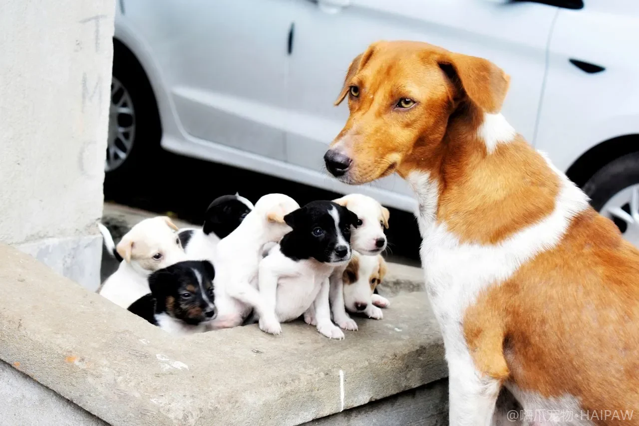 狗狗的蛋类喂食指南：鸡蛋、鸭蛋与鹌鹑蛋的营养对比与安全喂法