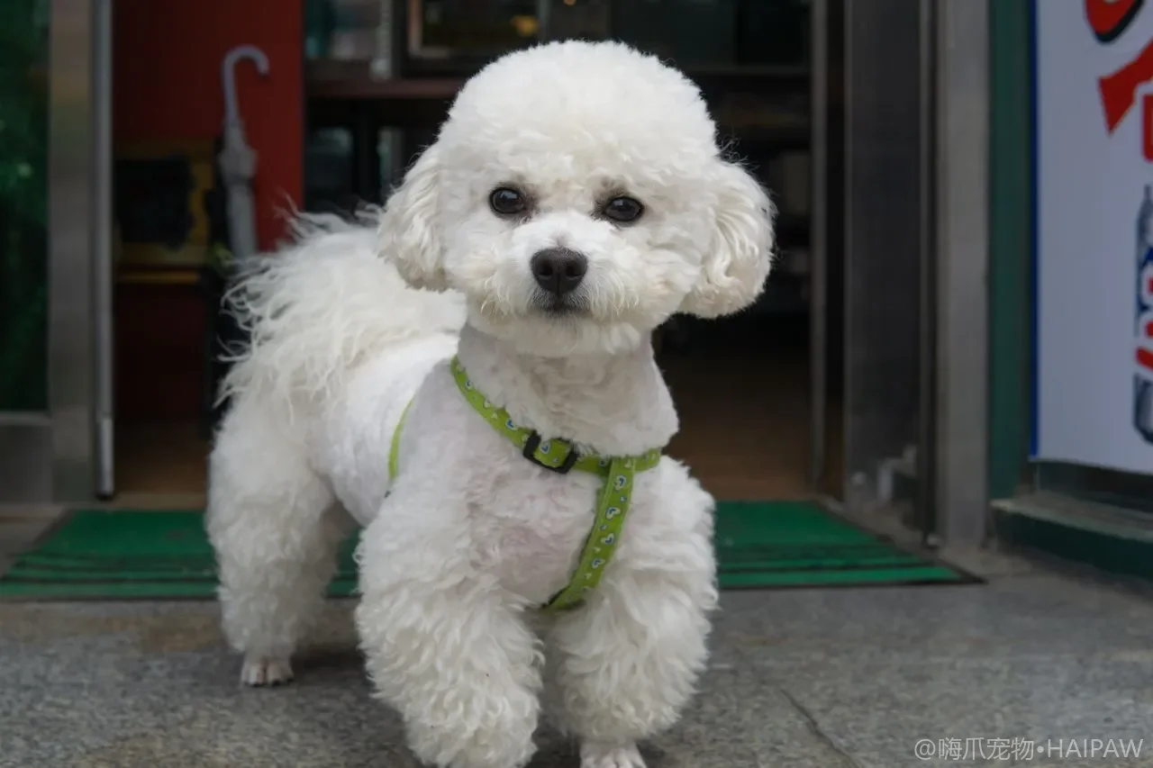 狗狗的气味追踪与搜寻训练：从嗅觉开发到追踪能力进阶的完整体系