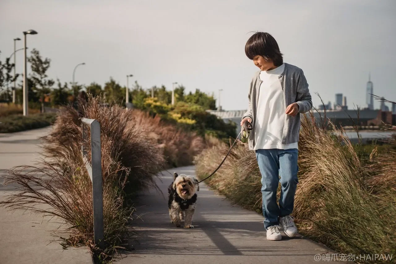 狗狗的中耳炎与内耳炎识别:从摇头抓耳到平衡障碍 狗狗的中耳炎与内耳炎识别:从摇头抓耳到平衡障碍