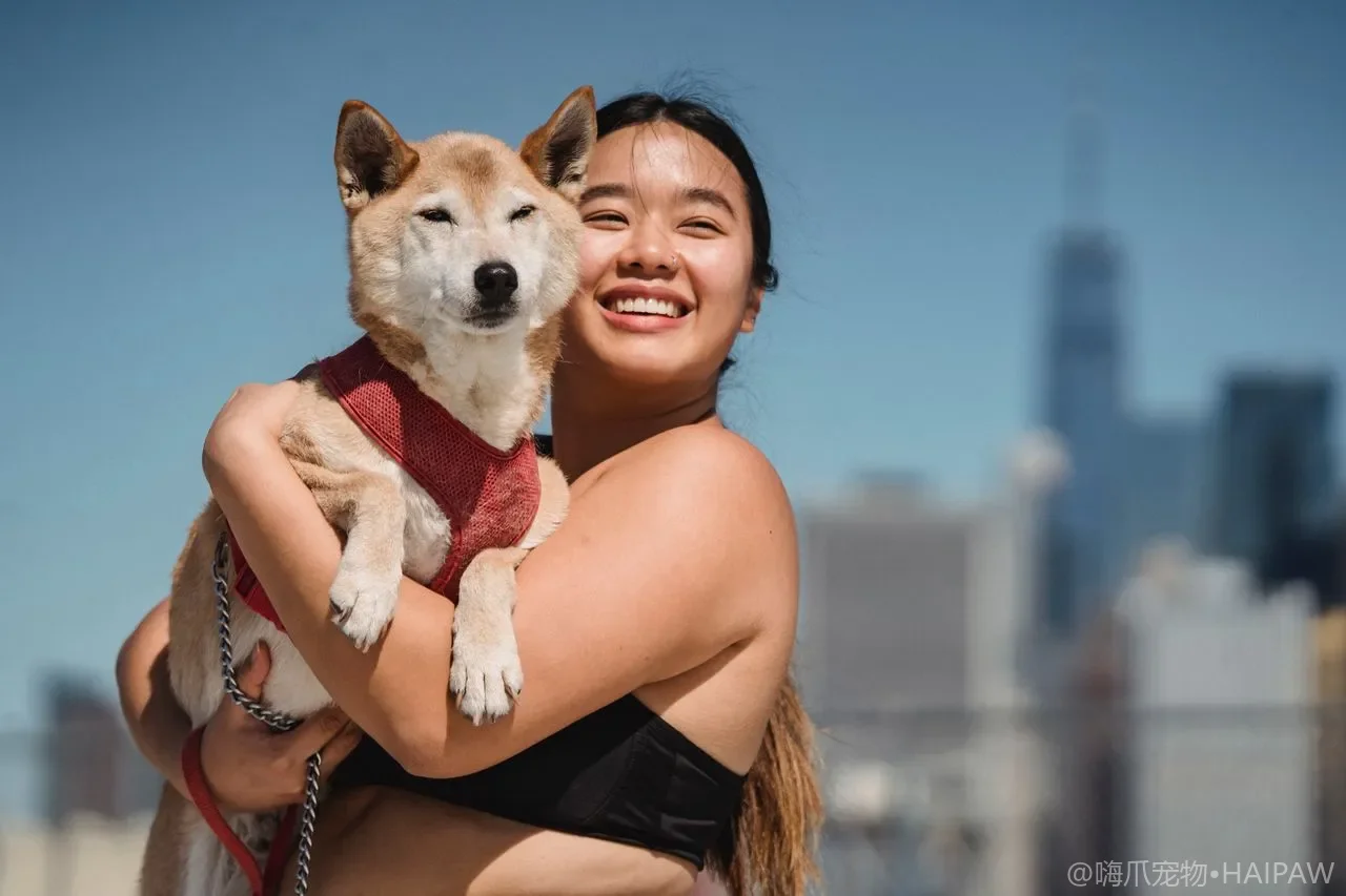 幼犬的耳朵发育与立耳过程管理：从软骨发育到辅助立耳
