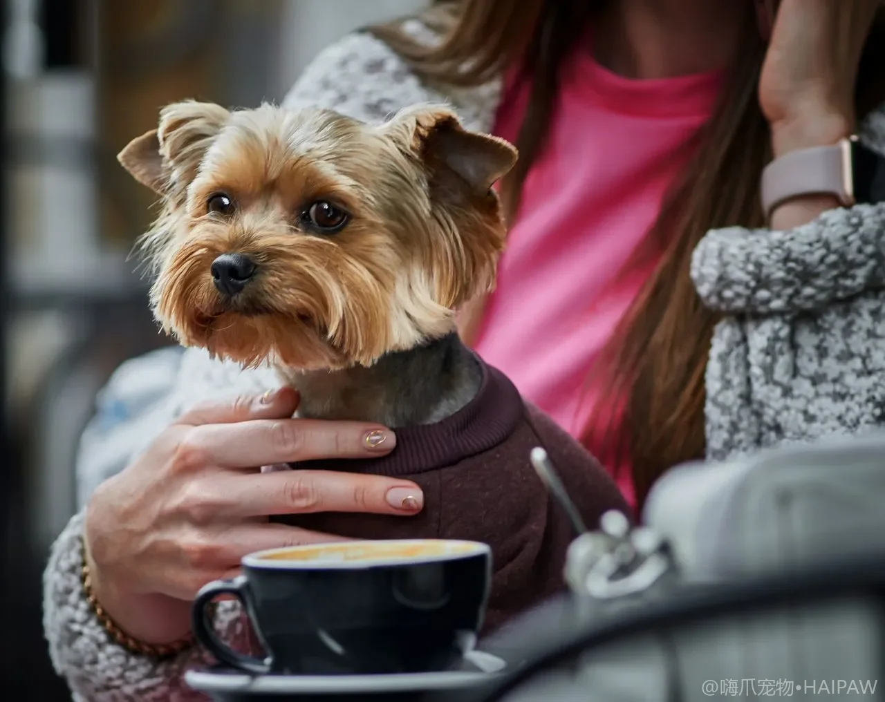 狗狗的犬类越野跑与拉力运动入门：从装备配置到体能评估的运动指南