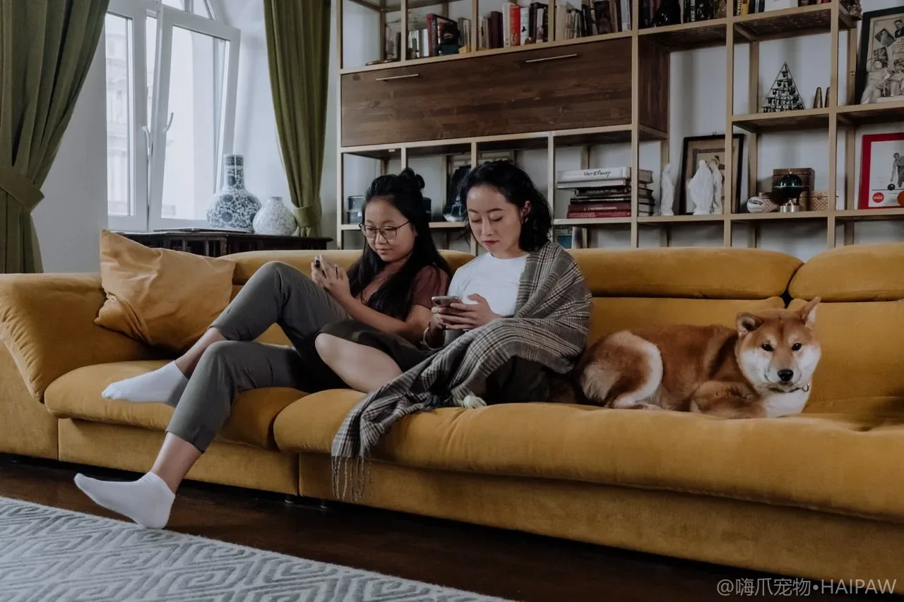 狗狗的晨间遛弯作息建立：晨遛时间、路线固定与排便习惯的规律化管理