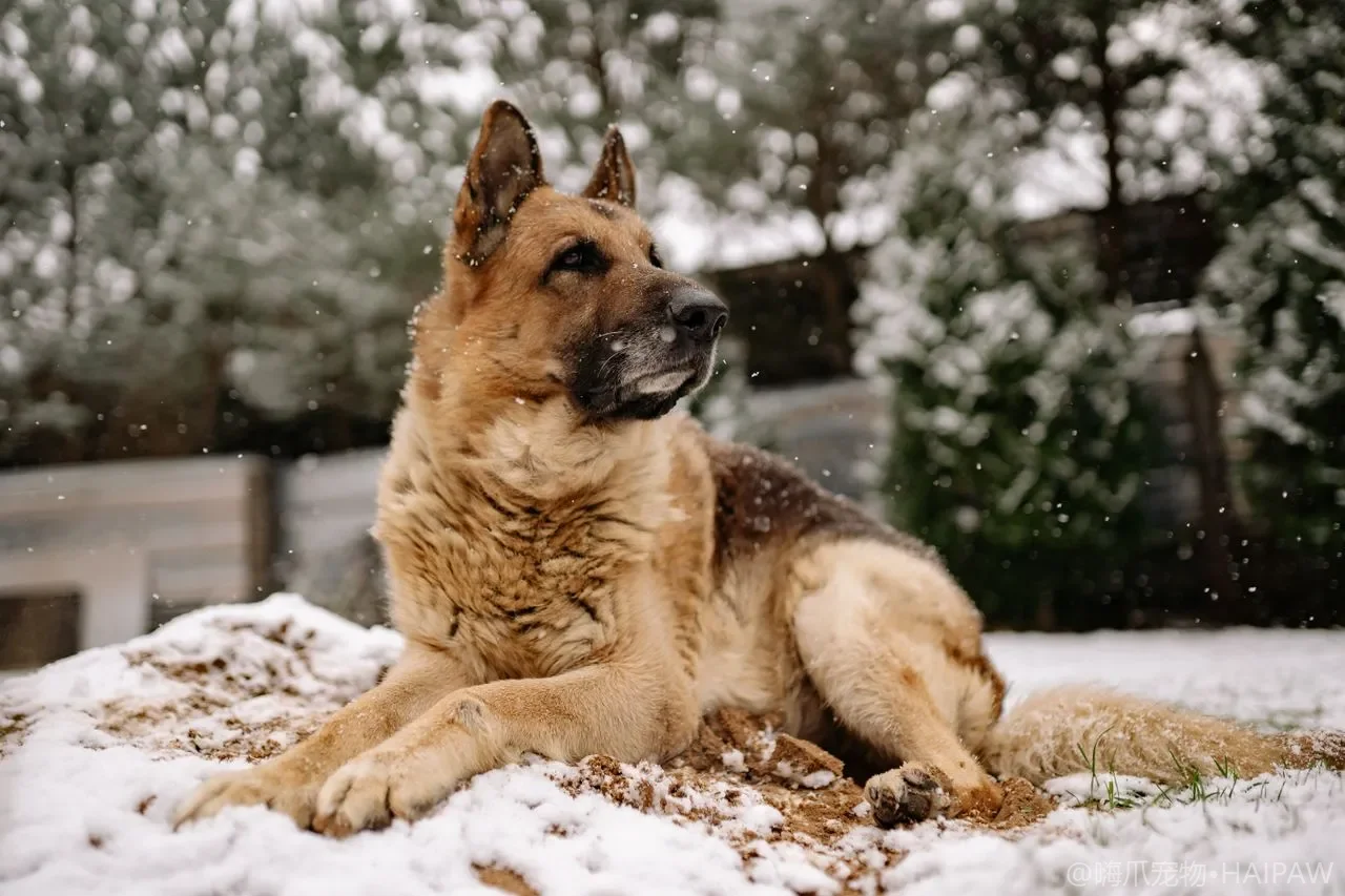 狗狗的老年犬专用用品配置：骨科支撑窝、防滑垫、辅助行带与如厕用品