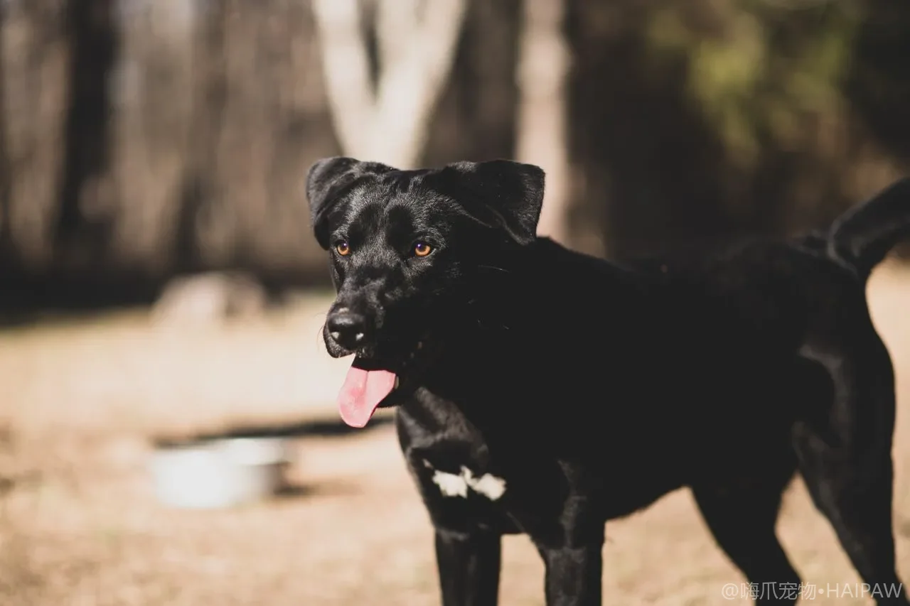 狗狗的犬用护肤膏与防护用品：脚垫膏、鼻头膏与护毛膏的选购与使用