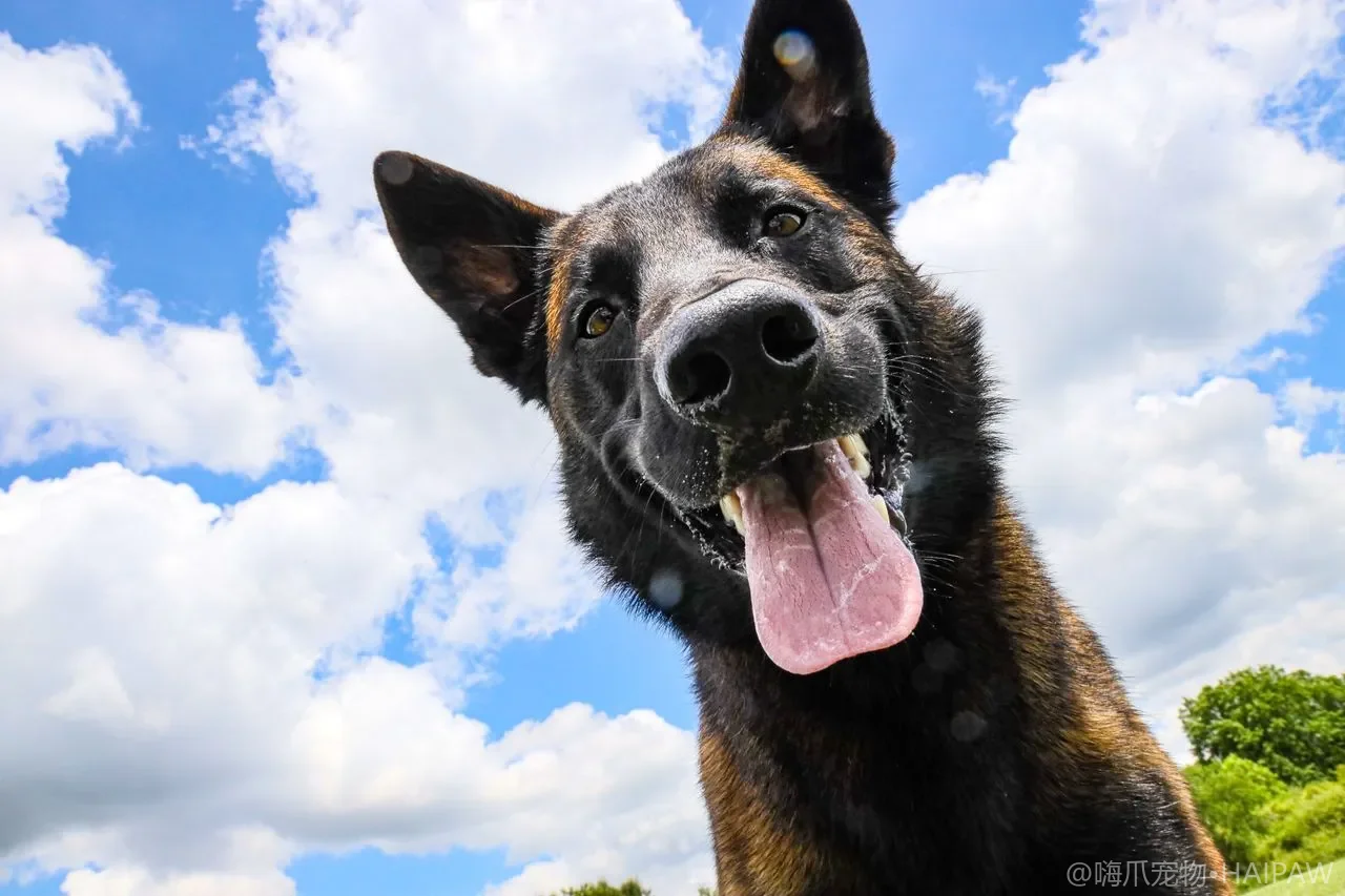 狗狗的犬流感识别与预防：从H3N8到H3N2的呼吸道新威胁