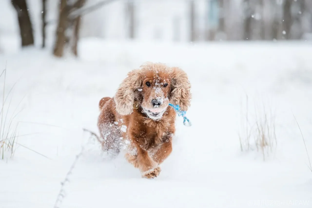 狗狗的犬公园社交礼仪与多犬互动规则：从入场评估到冲突预防