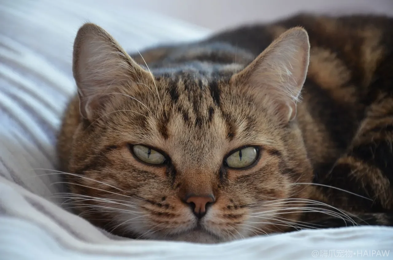 猫砂盆选购与摆放全攻略：从尺寸标准到异味控制的如厕问题终结指南