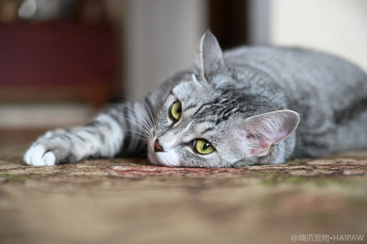 猫尾巴在说什么？12种尾语完整解读让你听懂猫的情绪信号