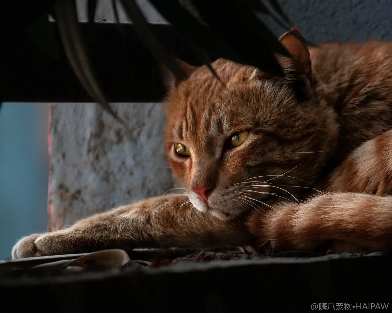 猫咪换毛季掉毛管理全攻略：从梳毛工具选择到毛球症预防的完整方案