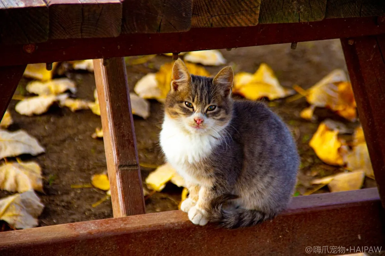 猫爬架不是越大越好：选错尺寸和材质反而让猫拒绝使用
