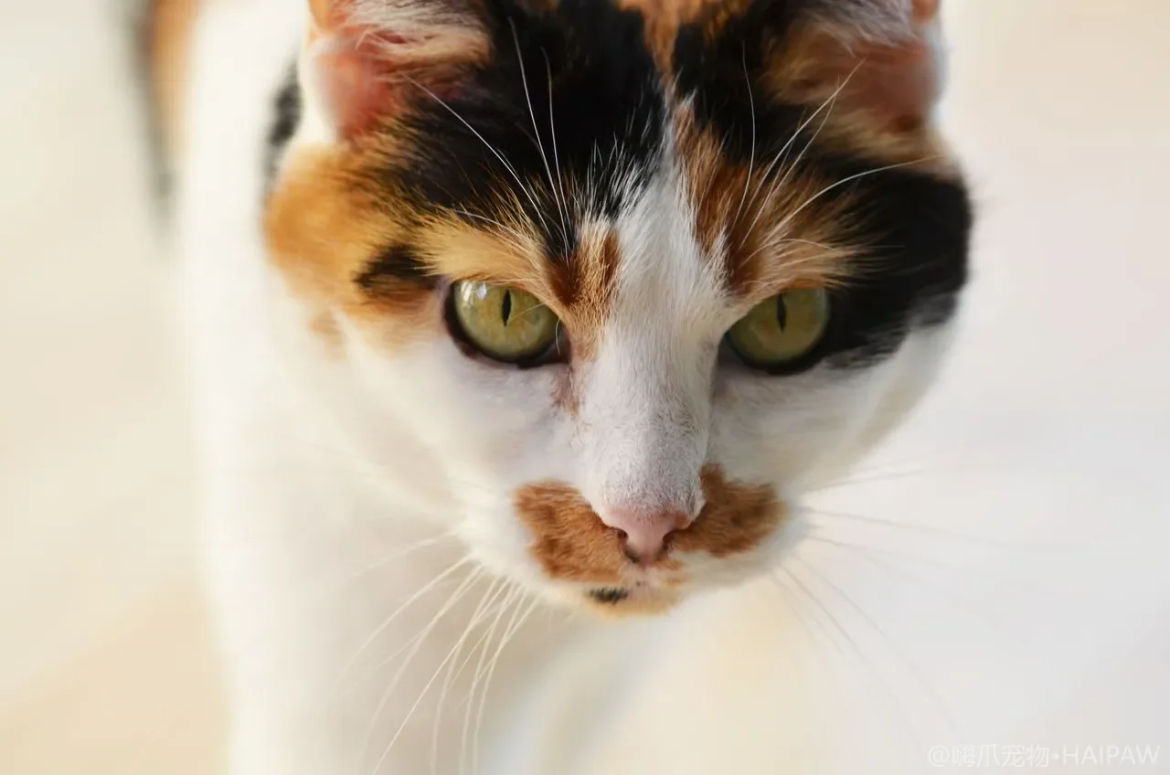猫该吃干粮、湿粮还是生骨肉？三种喂养方式的利弊对比与选择指南