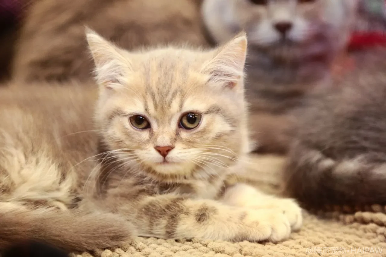 猫咪频繁进出猫砂盆却尿不出来？FLUTD的识别、饮食预防与紧急就医标准