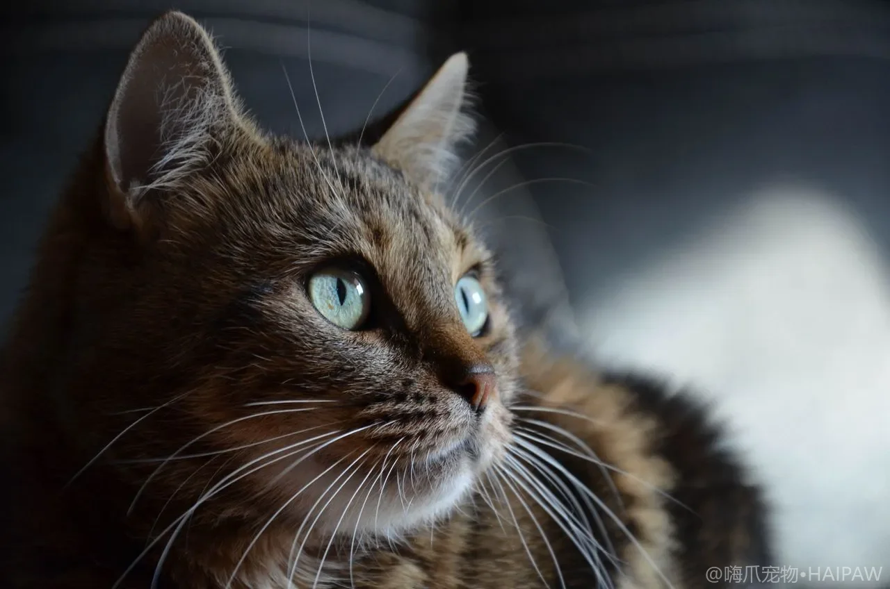 猫指甲剪到血线怎么办？零事故剪甲训练与黑色指甲安全修剪法