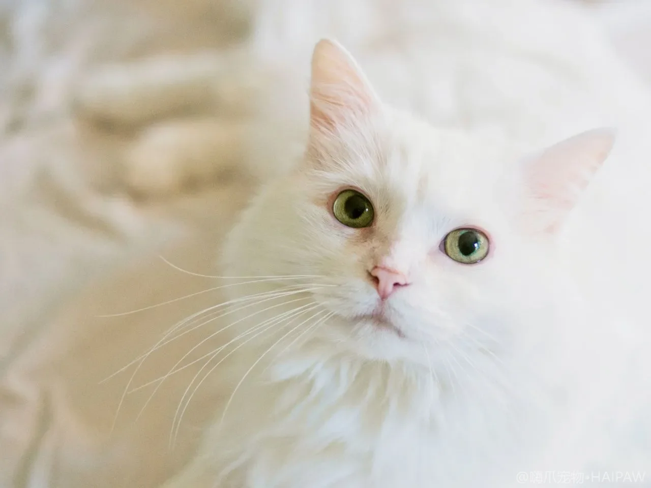 猫多久洗一次澡才对？不同品种、季节和皮肤状况的洗澡频率指南
