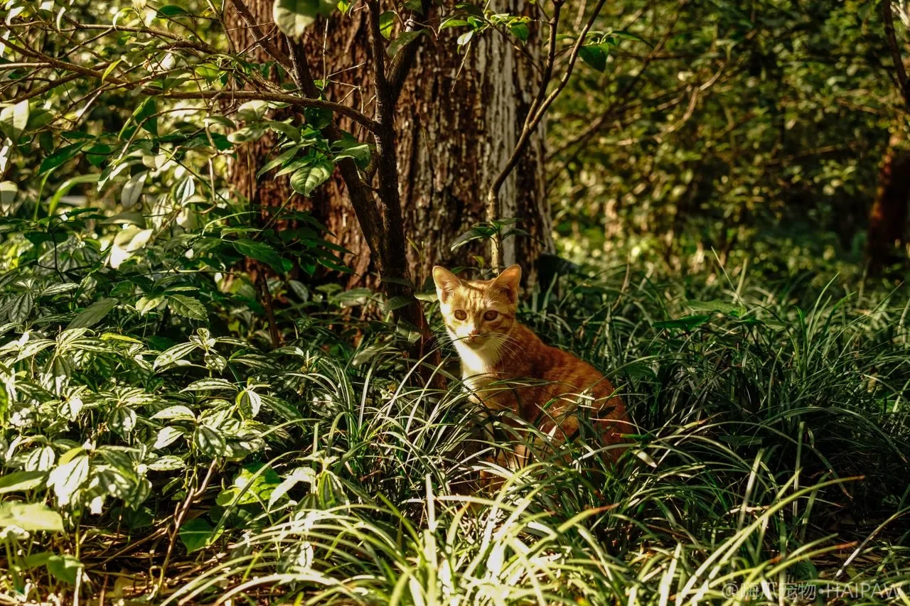 猫为什么爱把东西推下桌子？不只是调皮，是狩猎本能的科学解读