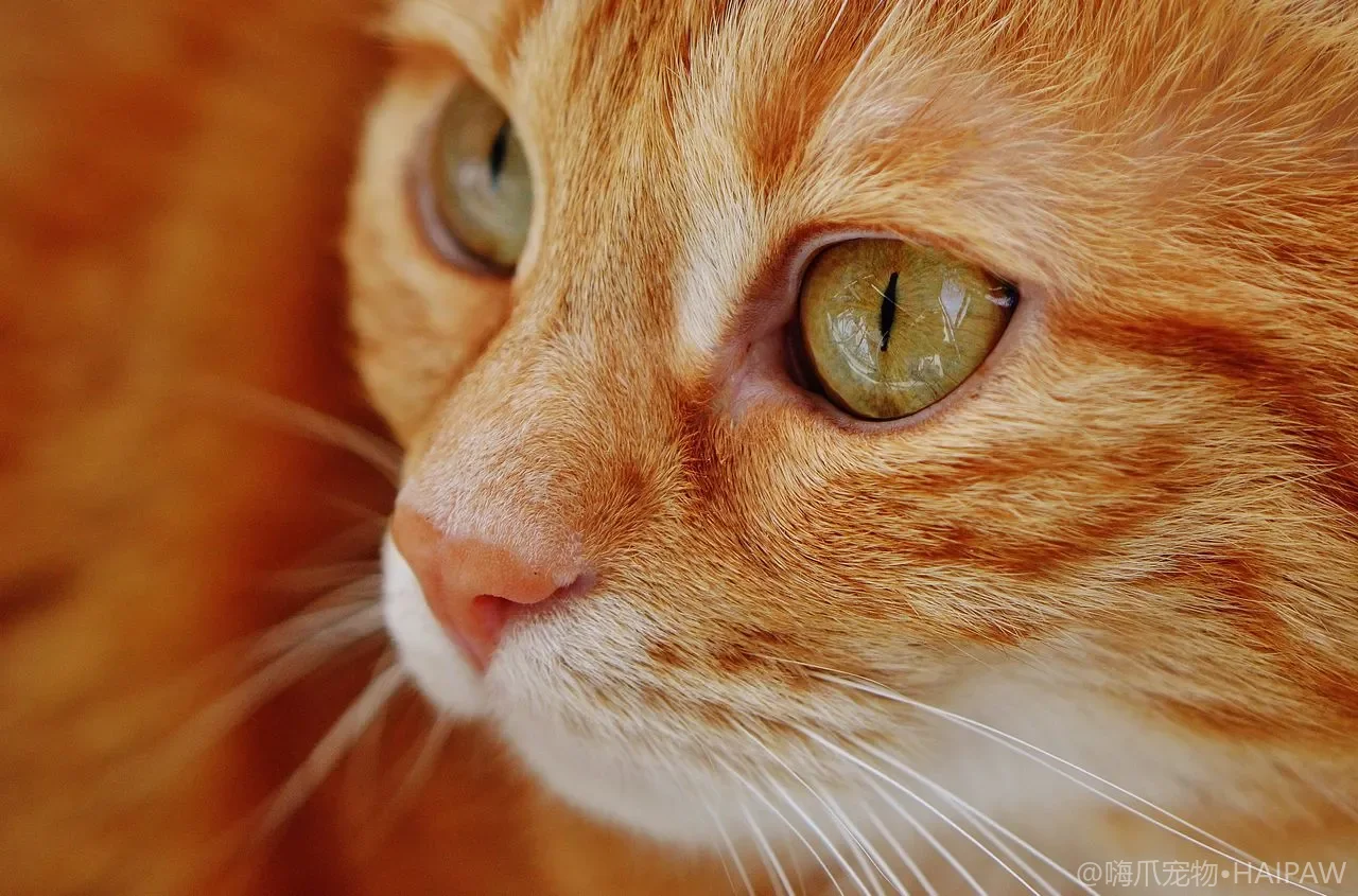 你的猫胖了5斤还不自知？猫咪肥胖危害识别与科学减重完整方案