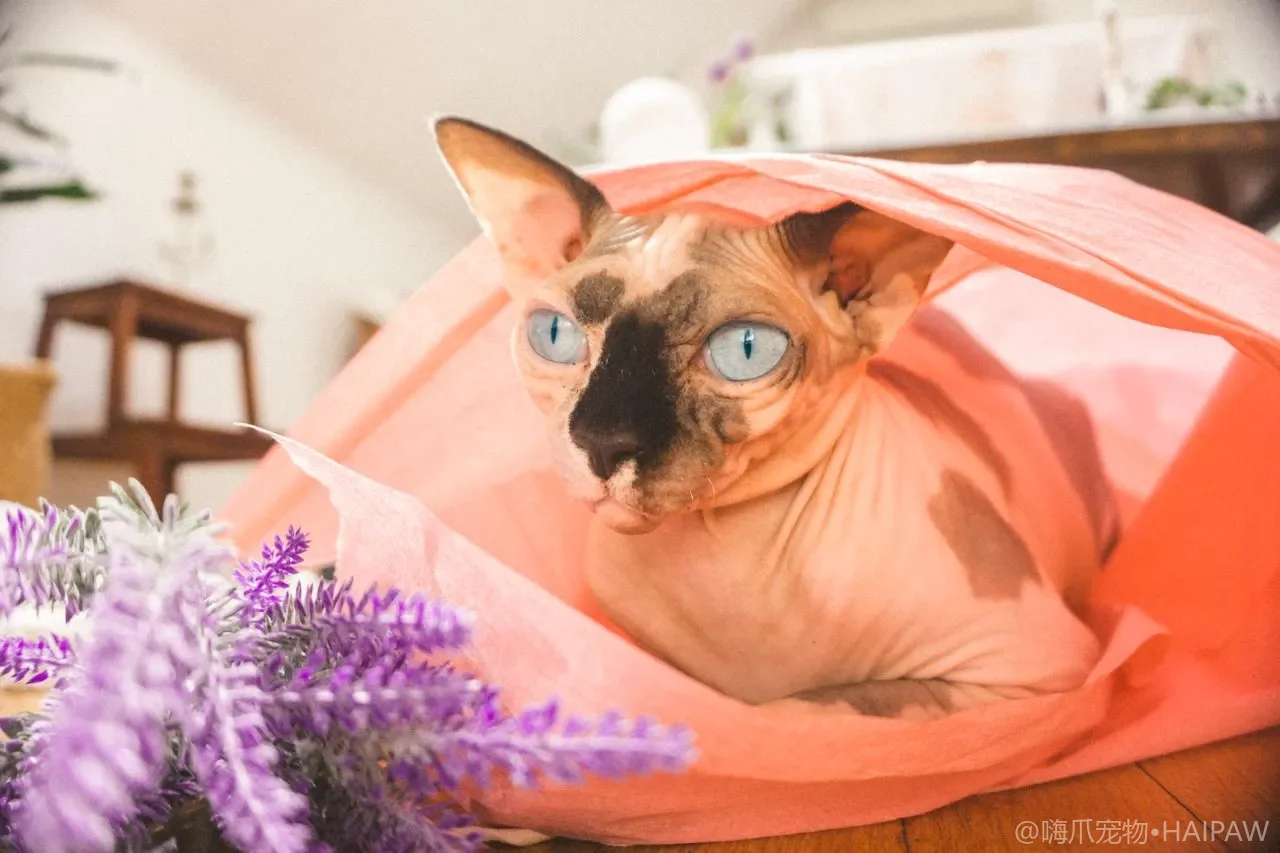 猫咪毛发打结只能剃光？从预防到开结的梳子选择与操作指南
