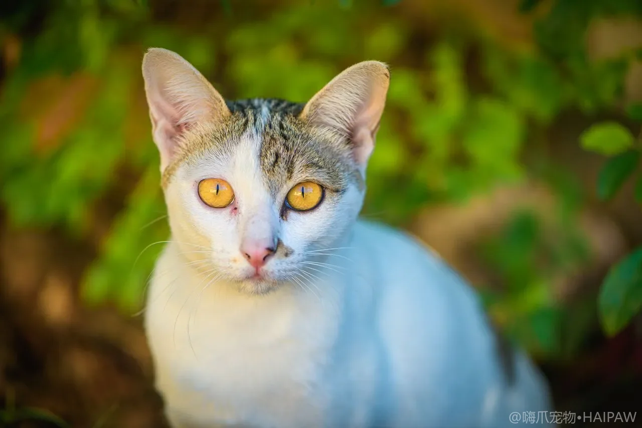 新猫到家原住猫绝食怎么办？气味交换与渐进式接触的安抚方案