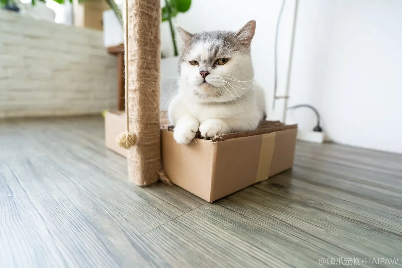 猫咪身上有跳蚤怎么办?从驱虫到环境清洁,一套完整的跳蚤清除方案 猫咪身上有跳蚤怎么办?从驱虫到环境清洁,一套完整的跳蚤清除方案