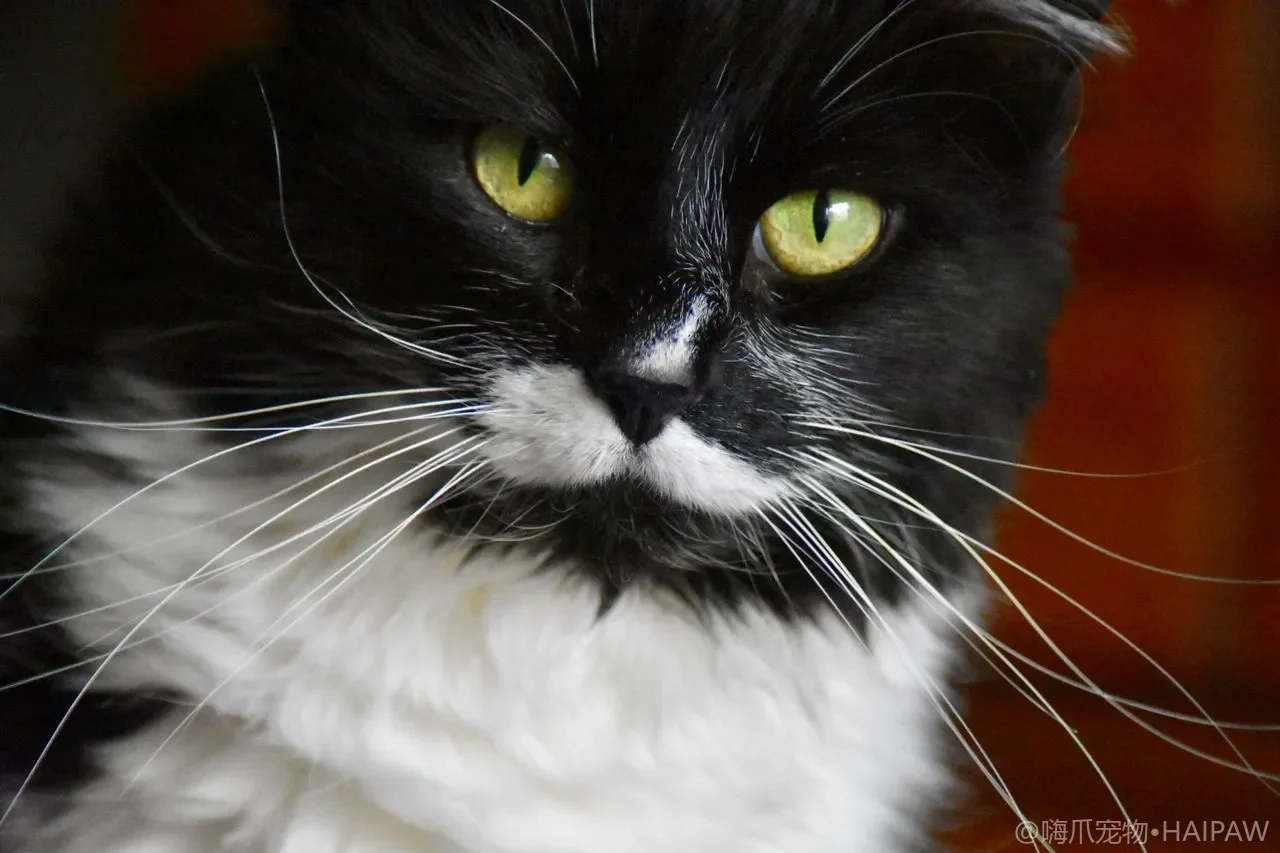 猫咪能喝牛奶吗?乳糖不耐受原理、安全奶品选择与腹泻处理全指南 猫咪能喝牛奶吗?乳糖不耐受原理、安全奶品选择与腹泻处理全指南