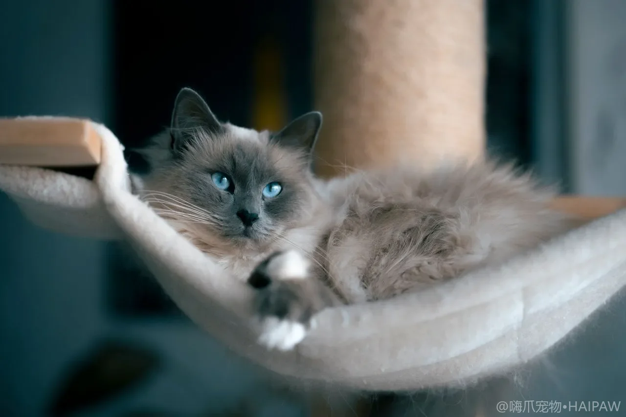 猫为什么喜欢在你身上踩奶？从幼猫吃奶到成年的行为密码解析