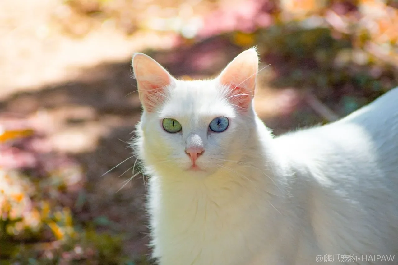 猫咪连续打喷嚏流鼻涕？上呼吸道感染(URI)的家庭护理与就医标准