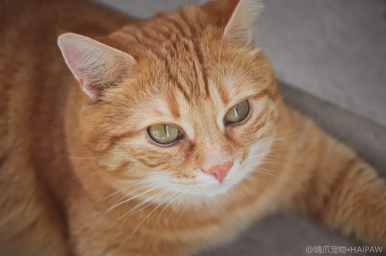小猫总爱咬手怎么办?从乳牙到恒牙的啃咬行为纠正全攻略 小猫总爱咬手怎么办?从乳牙到恒牙的啃咬行为纠正全攻略