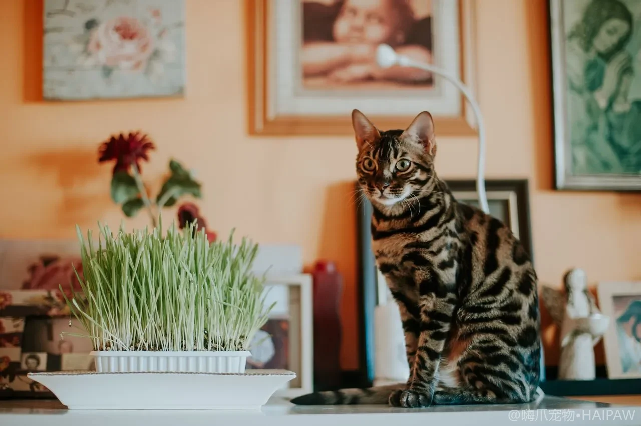 猫咪反复抓痒呕吐？食物过敏的识别、诊断与排除饮食试验全指南