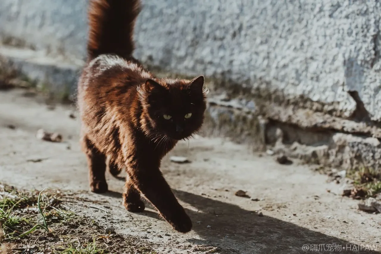 猫咪饮水机值得买吗?活水vs静水、过滤系统与选购参数全指南 猫咪饮水机值得买吗?活水vs静水、过滤系统与选购参数全指南