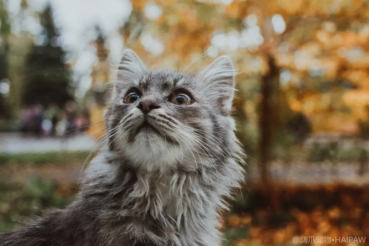 多猫家庭怎么判断是玩耍还是打架？猫际社交信号识别与冲突干预指南