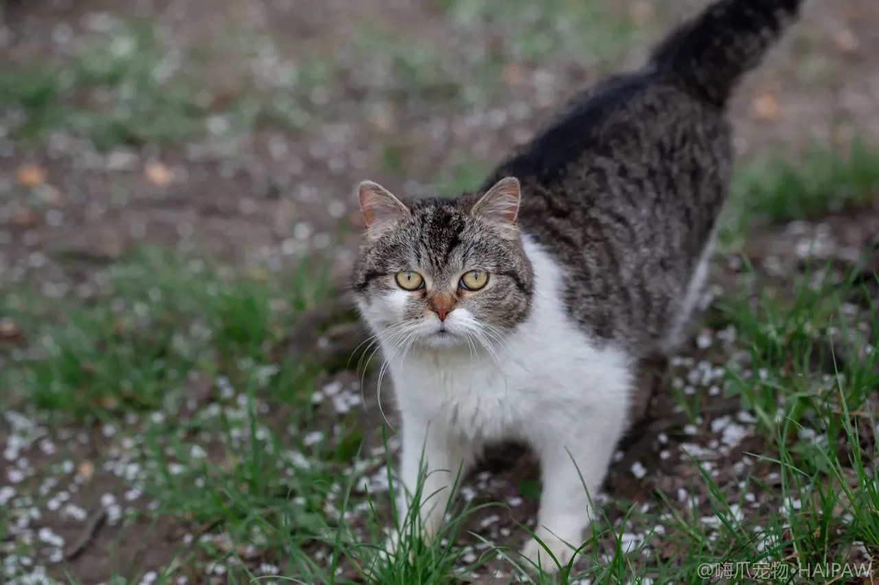 猫咪指甲套到底好不好用？利弊分析与安全佩戴操作全指南