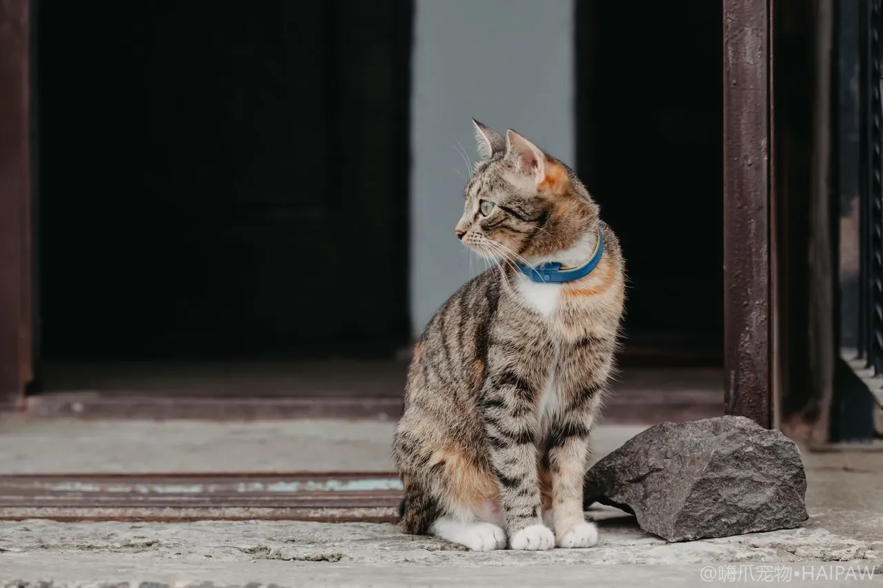 猫传腹(FIP)到底是什么病？从冠状病毒变异到诊断治疗的全流程解读