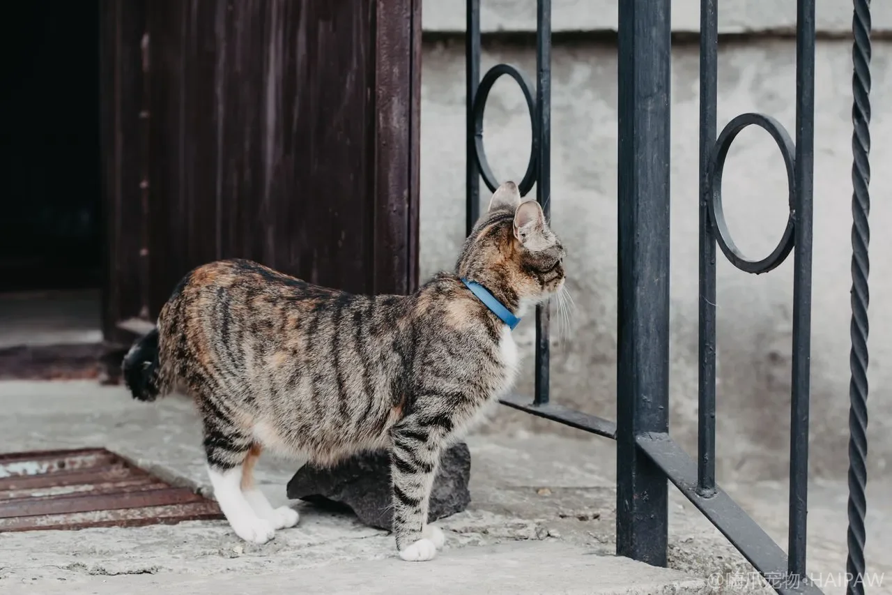 猫咪每天喝多少水才够？饮水不足的危害与增加水摄入的8种方法